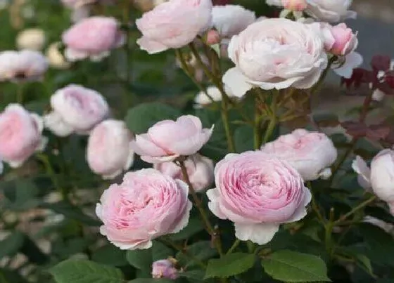 植物常识问题|月季花摘芽后如何正确施肥