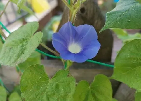 植物常识问题|打碗花和牵牛花的区别