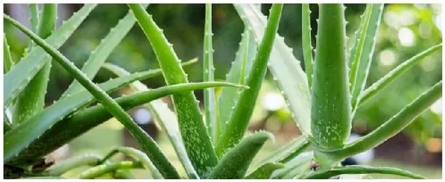 种植芦荟的注意事项 | 生活常识