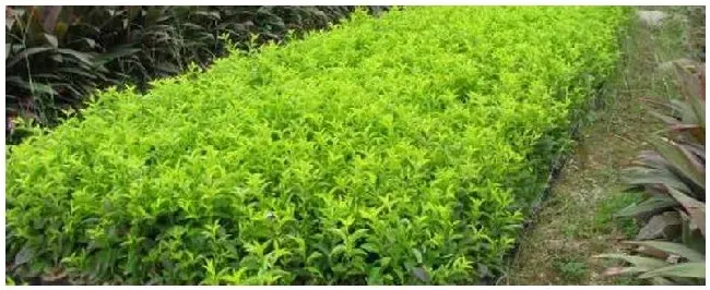 冬季绿化种植注意事项 | 生活常识