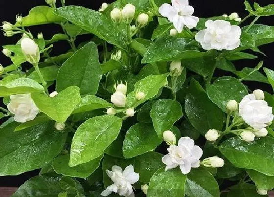 植物常识问题|茉莉花怎么养护叶片油绿花开满枝