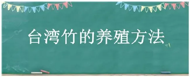 台湾竹的养殖方法 | 生活常识