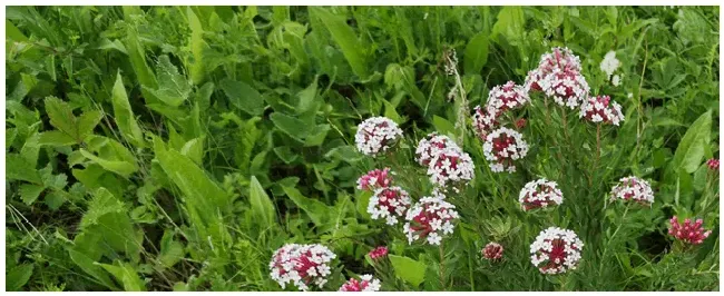 棉花中后期如何管理 | 生活常识