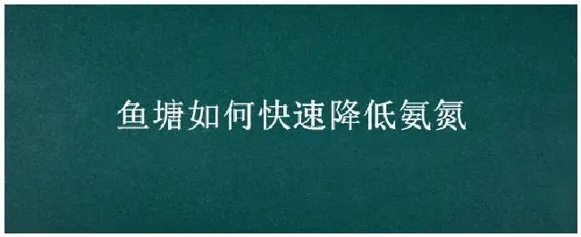 鱼塘如何快速降低氨氮 | 农业问题