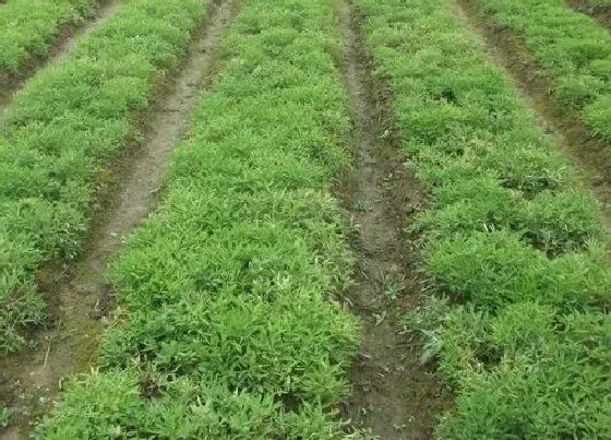 植物常识问题|适合林下种植的药材 适合树荫下套种的几种药材