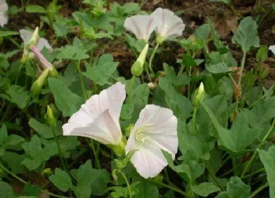 植物常识问题|打碗花和牵牛花的区别