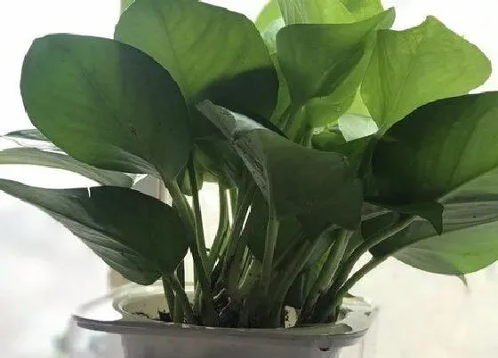 植物常识问题|绿萝正确的浇水方法