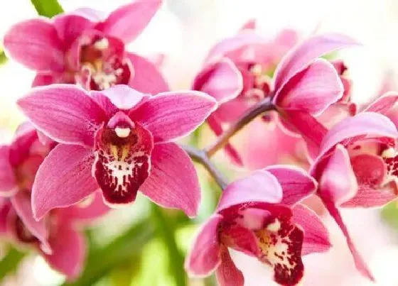 植物常识问题|兰花怎么养护根像筷子粗