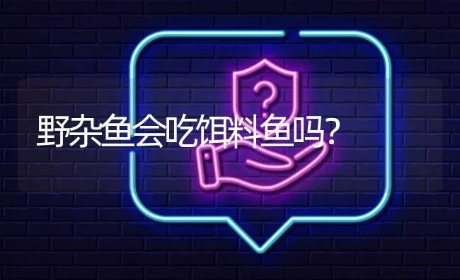 野杂鱼会吃饵料鱼吗? | 养殖问题解答