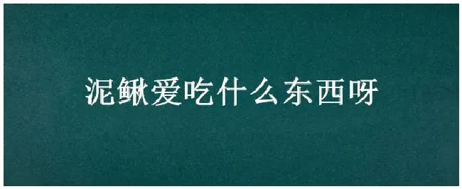 泥鳅爱吃什么东西呀? | 三农问答