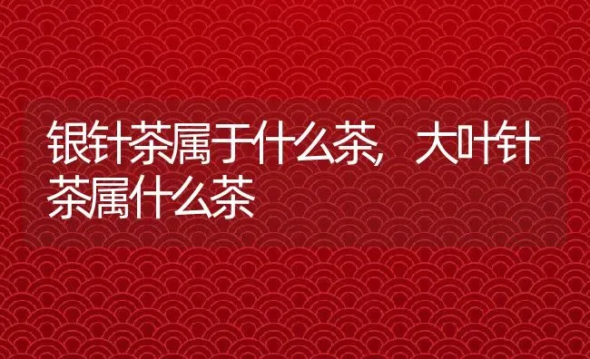 银针茶属于什么茶,大叶针茶属什么茶 | 养殖常见问题