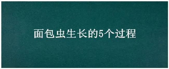 面包虫生长的5个过程 | 农业问题