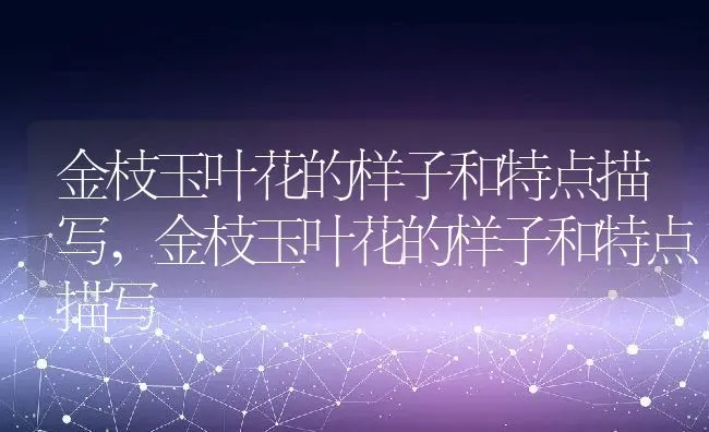 金枝玉叶花的样子和特点描写,金枝玉叶花的样子和特点描写 | 养殖常见问题