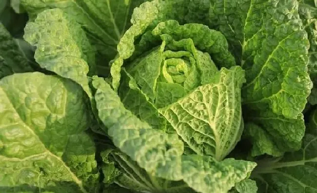 植物常识问题|种植大白菜用什么肥料最好（白菜种植方法和注意事项）
