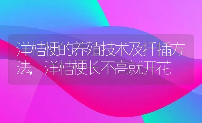 洋桔梗的养殖技术及扦插方法,洋桔梗长不高就开花 | 养殖常见问题