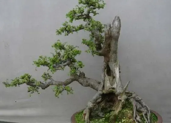植物常识问题|榆树为什么是鬼树 家里养榆树是鬼树是真的吗