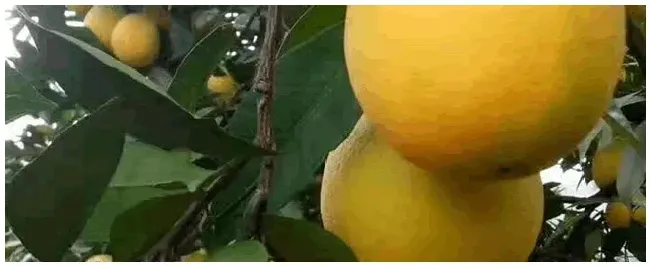 果树嫁接几月份最好 | 农业问题