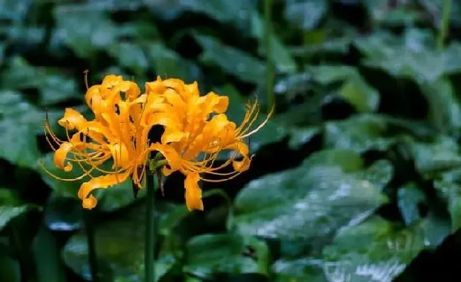 植物常识问题|忽地笑种子什么时候播种好（忽地笑种子繁殖步骤方法）