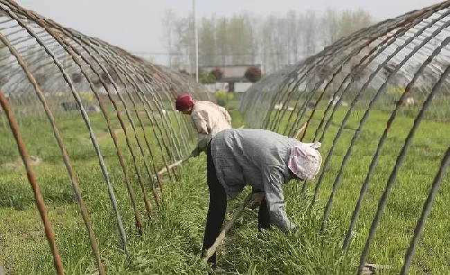 植物常识问题|韭菜栽培技术