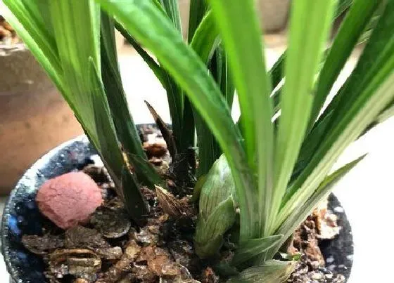 植物常识问题|如何养护兰花才能让花箭长满花苞