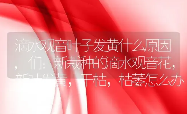 滴水观音叶子发黄什么原因,们：新栽种的滴水观音花，新叶发黄，干枯，枯萎怎么办 | 养殖常见问题
