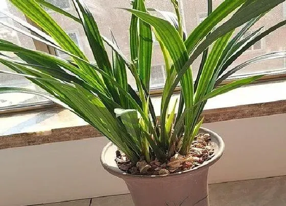 植物常识问题|兰花黄叶开花少是什么原因