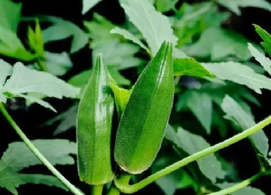 植物常识问题|秋葵的种植技术介绍（秋葵种子播种和管理过程简介）