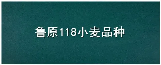 鲁原118小麦品种 | 三农问答