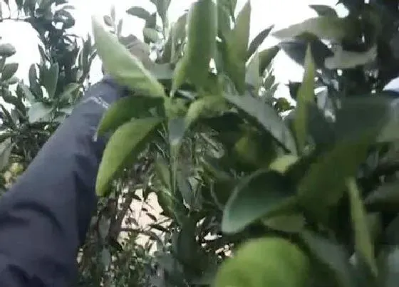 植物常识问题|桔子树怎样修剪