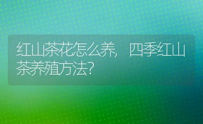 红山茶花怎么养,四季红山茶养殖方法？ | 养殖常见问题