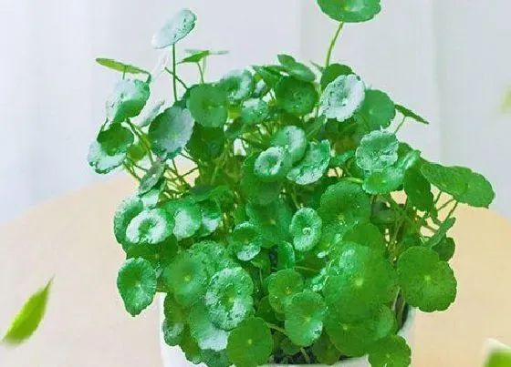 植物常识问题|金钱草叶子发黄什么原因（金钱草有黄叶干了补救处理）