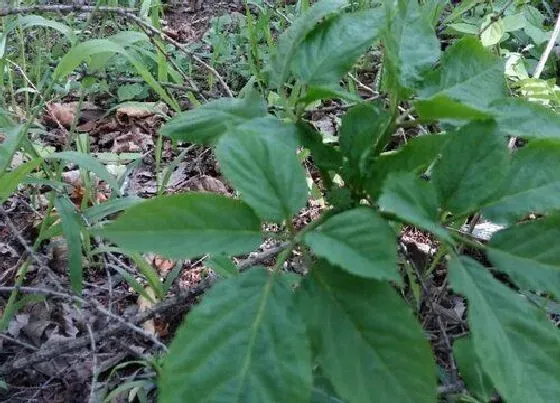 植物常识问题|适合林下种植的药材 适合树荫下套种的几种药材