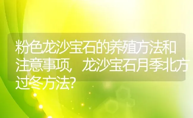 粉色龙沙宝石的养殖方法和注意事项,龙沙宝石月季北方过冬方法？ | 养殖常见问题