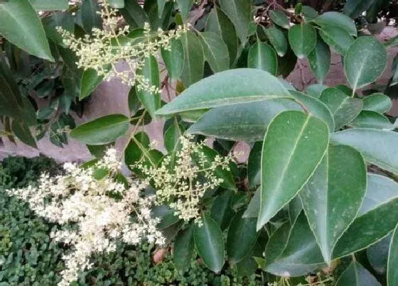 植物常识问题|大叶黄杨和小叶黄杨的区别