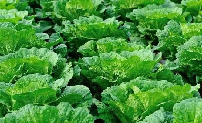 植物常识问题|种植大白菜用什么肥料最好（白菜种植方法和注意事项）
