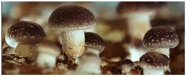 冬菇花菇和香菇的区别 | 三农问答
