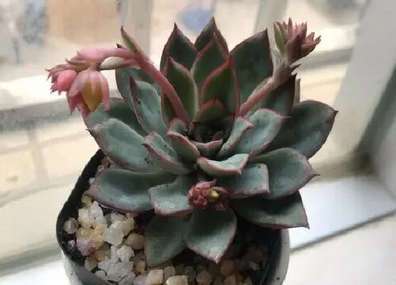 植物常识问题|夏季多肉叶片发软有哪些解决方法
