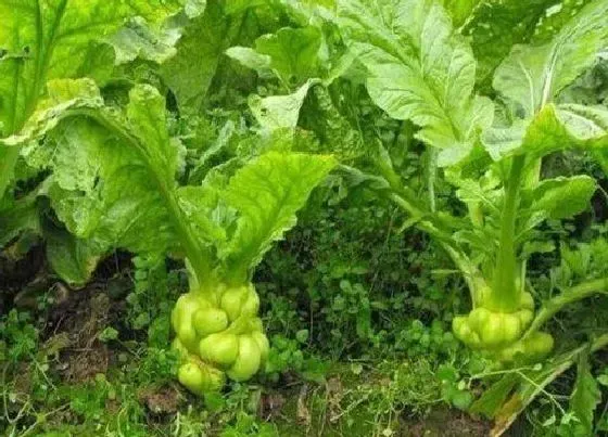 植物常识问题|榨菜的栽培方法与管理技术（榨菜怎么种植高产图片）