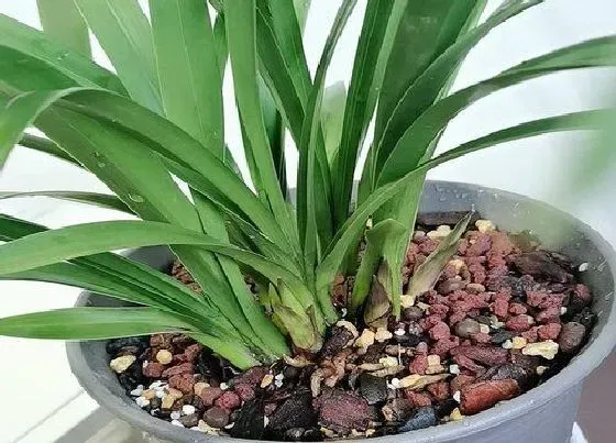 植物常识问题|如何养护兰花才能让花箭长满花苞