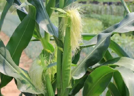 植物常识问题|玉米施肥早上好还是下午好（玉米什么时间施肥最好）