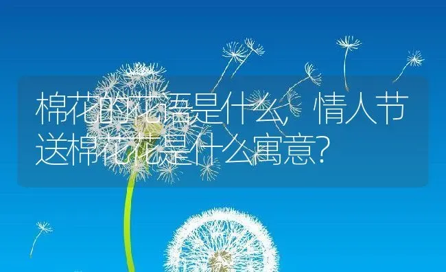 棉花的花语是什么,情人节送棉花花是什么寓意？ | 养殖常见问题