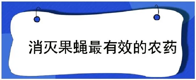 消灭果蝇最有效的农药 | 农业答疑