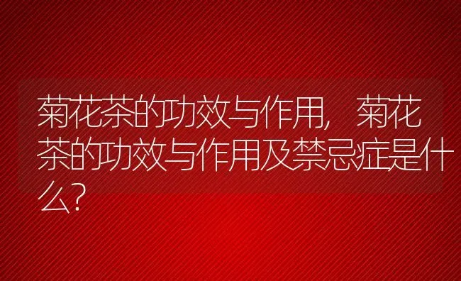 菊花茶的功效与作用,菊花茶的功效与作用及禁忌症是什么？ | 养殖常见问题