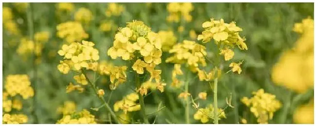 菜饼肥属于什么肥 | 农业常识