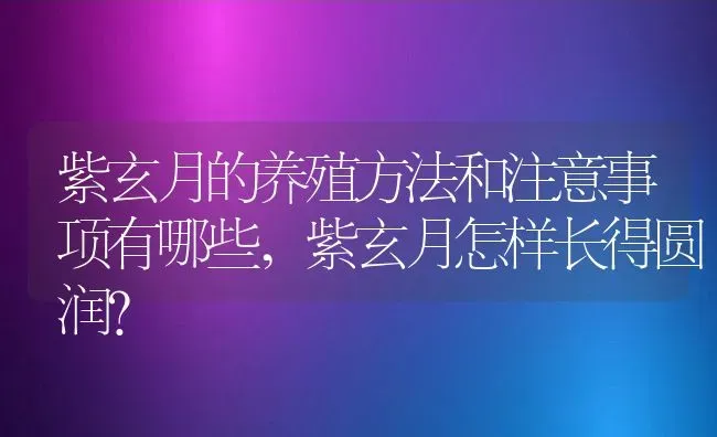 紫玄月的养殖方法和注意事项有哪些,紫玄月怎样长得圆润？ | 养殖常见问题