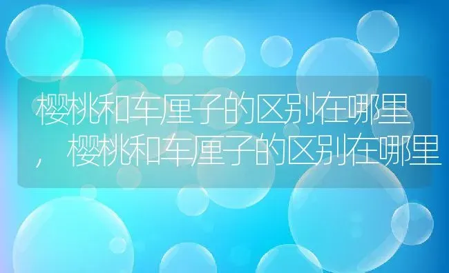 樱桃和车厘子的区别在哪里,樱桃和车厘子的区别在哪里 | 养殖常见问题