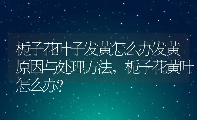 栀子花叶子发黄怎么办发黄原因与处理方法,栀子花黄叶怎么办？ | 养殖常见问题