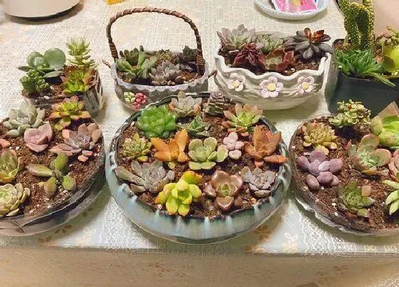 植物常识问题|多肉老桩茎杆干瘪坏死是什么原因