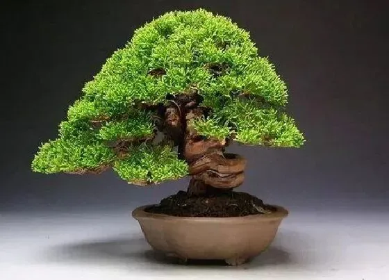 植物常识问题|榆树为什么是鬼树 家里养榆树是鬼树是真的吗