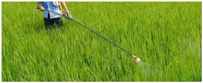 灭草松对下茬有影响吗 | 农业常识